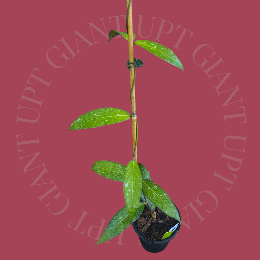 EVENT SPECIAL Hoya sp. (Sumatra, long leaf)