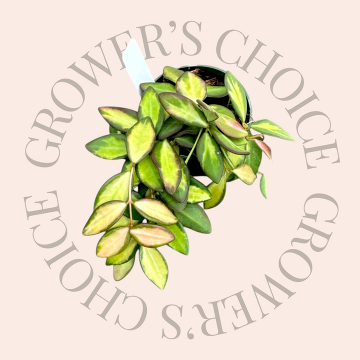 PSGC - Hoya sp. aff. Burtoniae