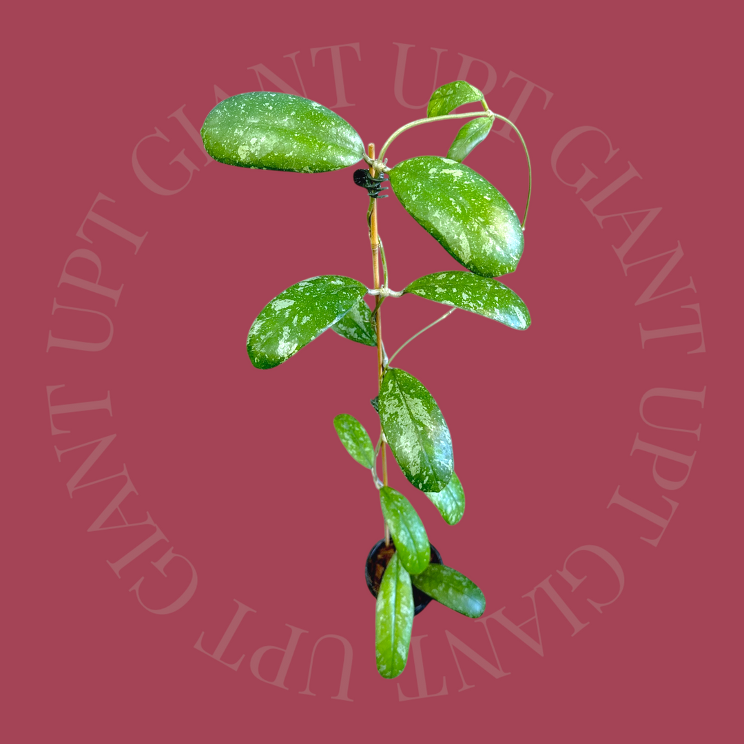 EVENT SPECIAL Hoya sp. (Northern Sumatra)