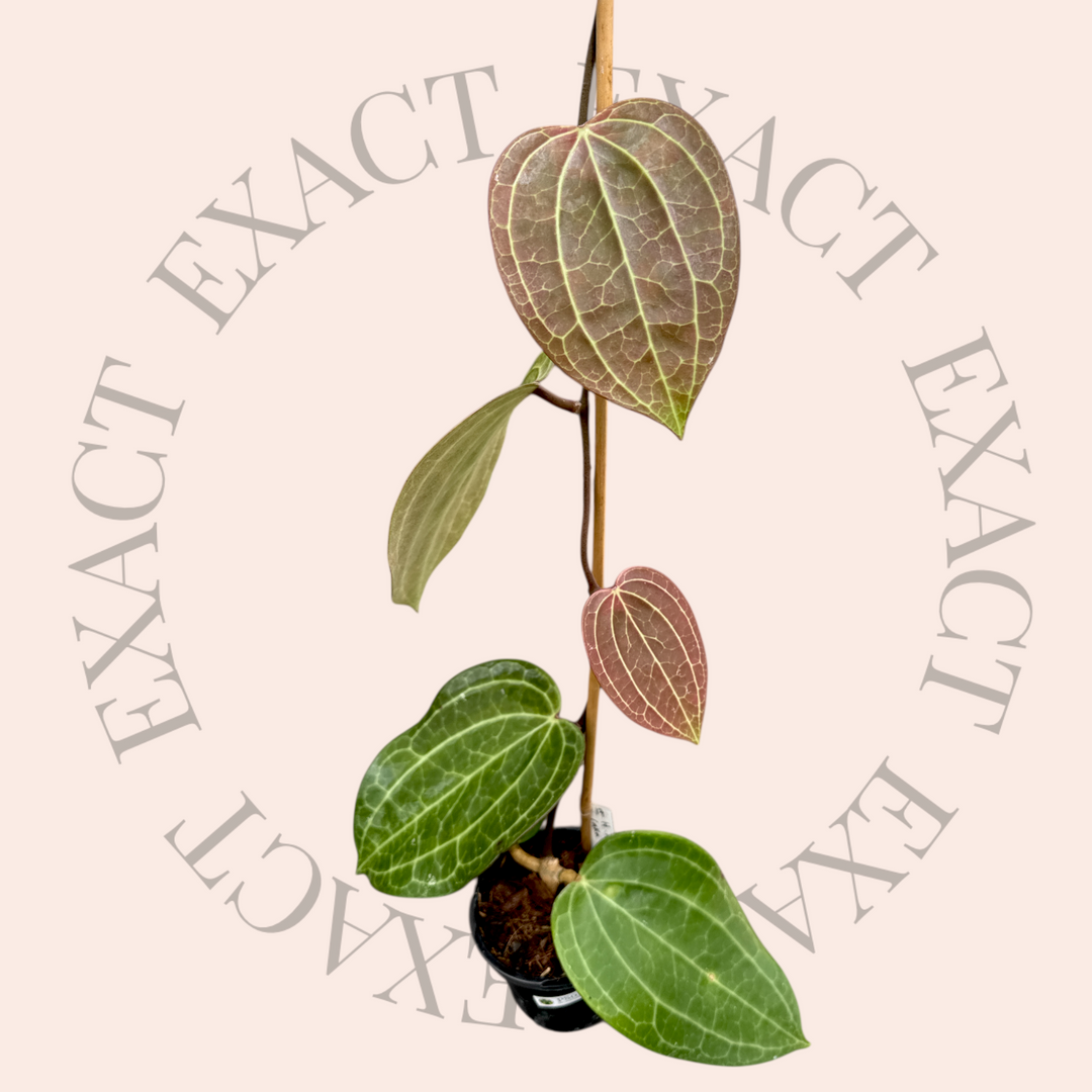 Hoya latifolia