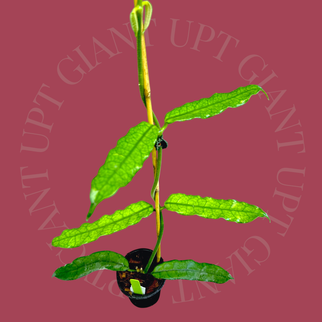EVENT SPECIAL Hoya globulosa (long leaf)