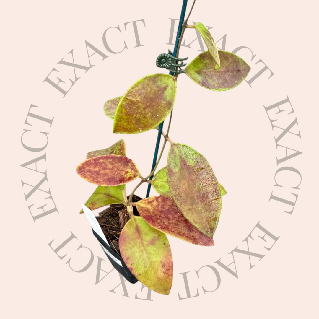 Hoya benchaii