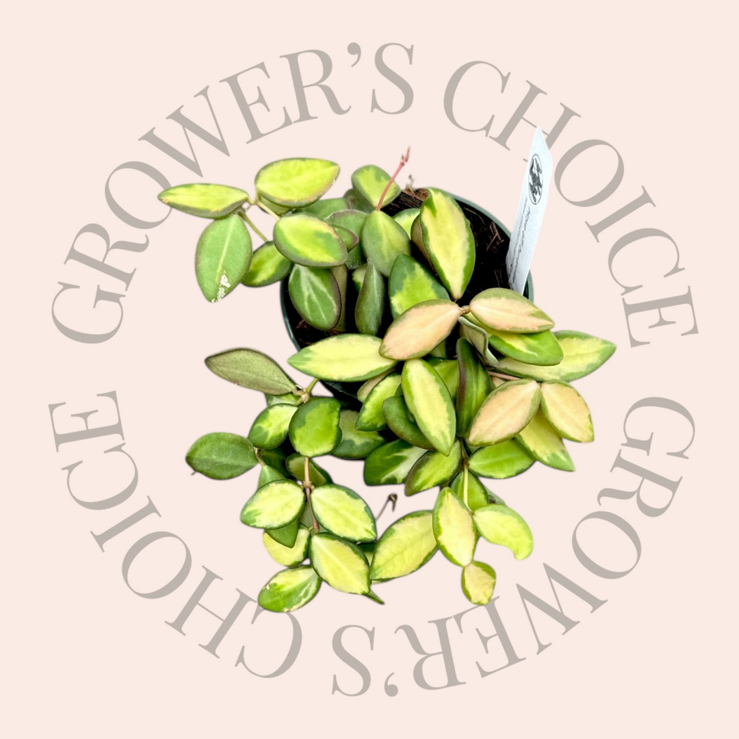 PSGC - Hoya sp. aff. Burtoniae