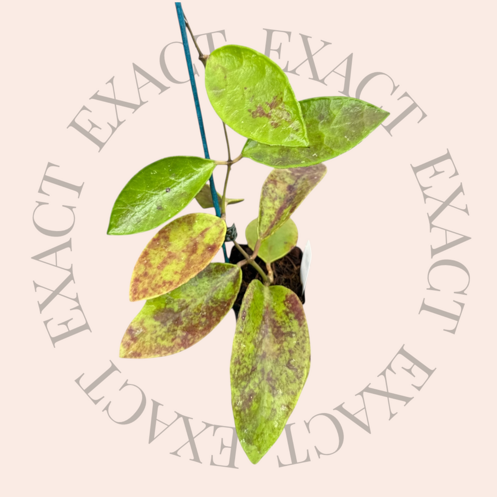 Hoya benchaii