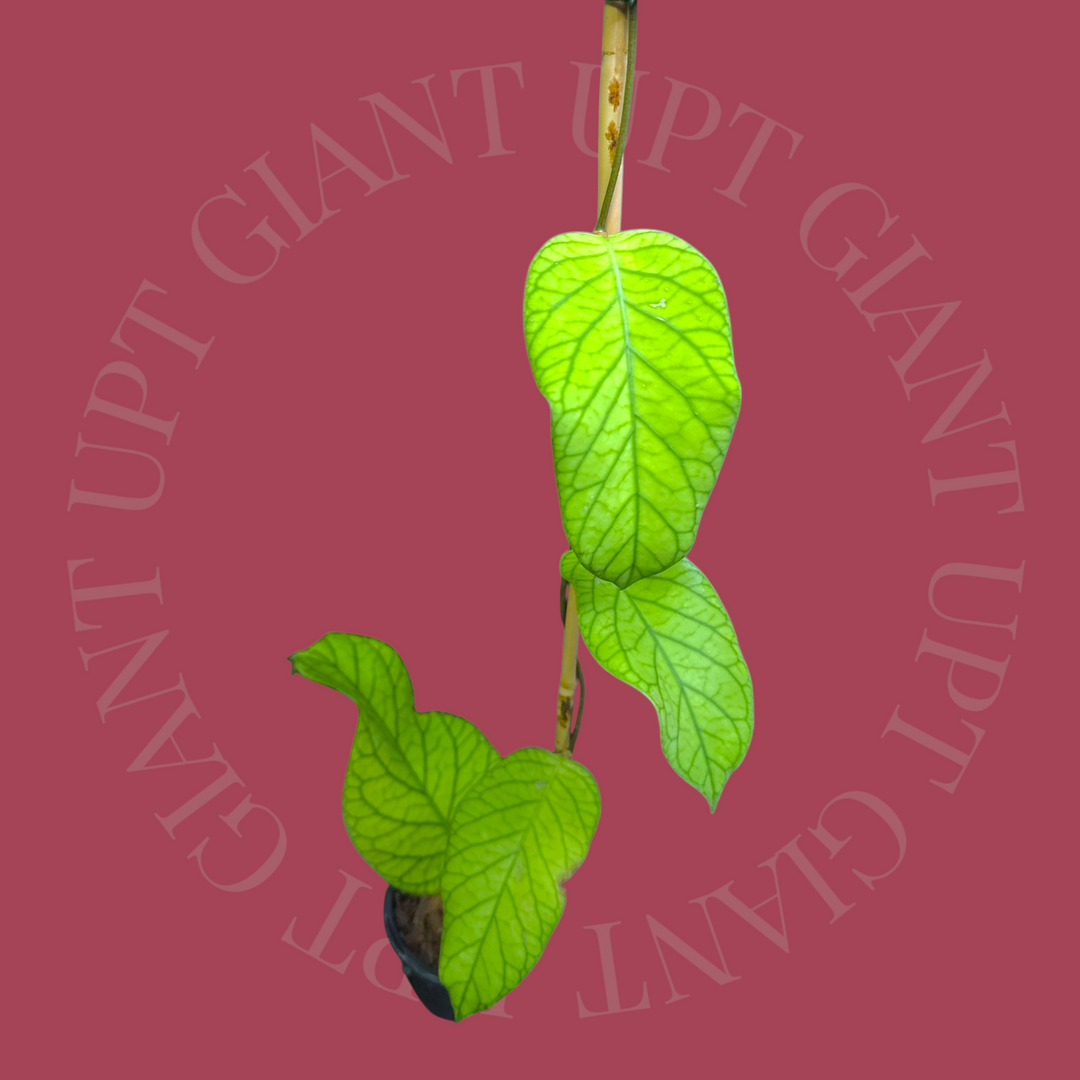 EVENT SPECIAL Hoya meredithii