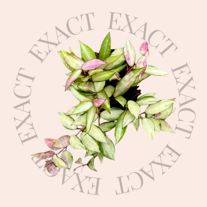 Hoya lacunosa &
