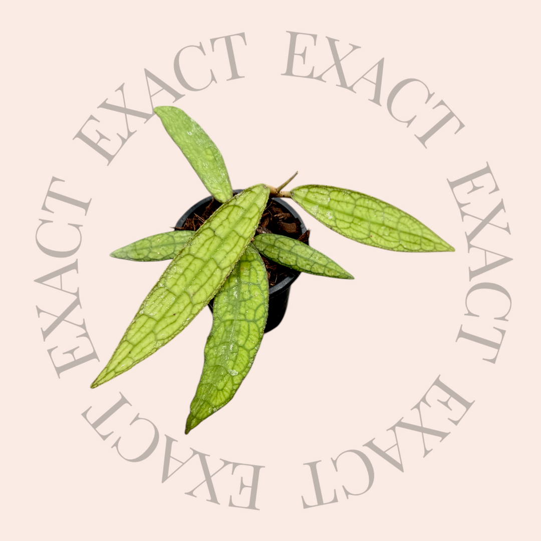 PS0270 - Hoya clemensiorum (long, skinny leaves)