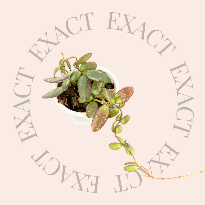 Hoya sp. (GPS 7240)