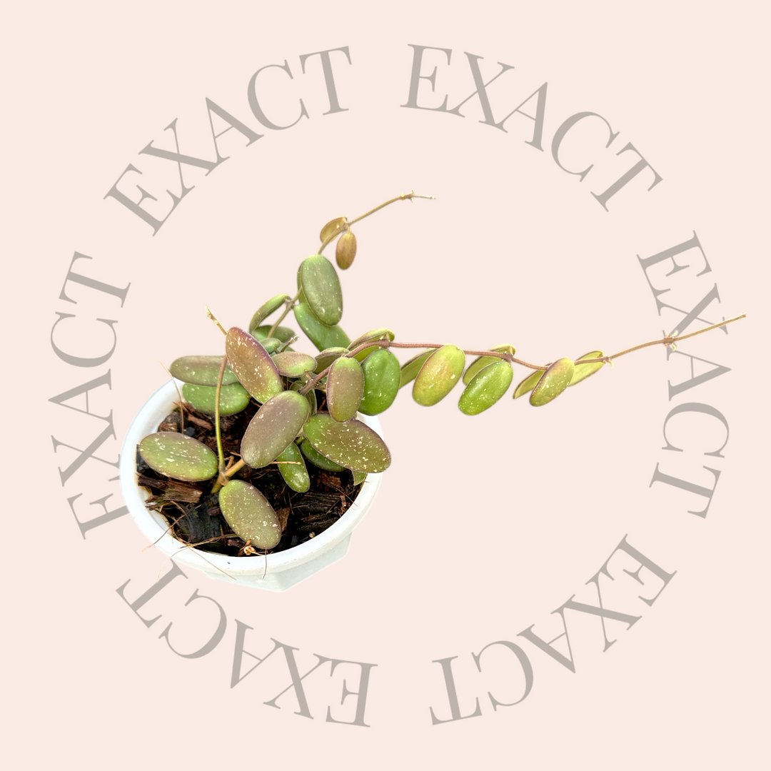 Hoya sp. (GPS 7240)