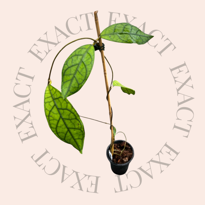 Hoya clemensiorum x Hoya callistophylla
