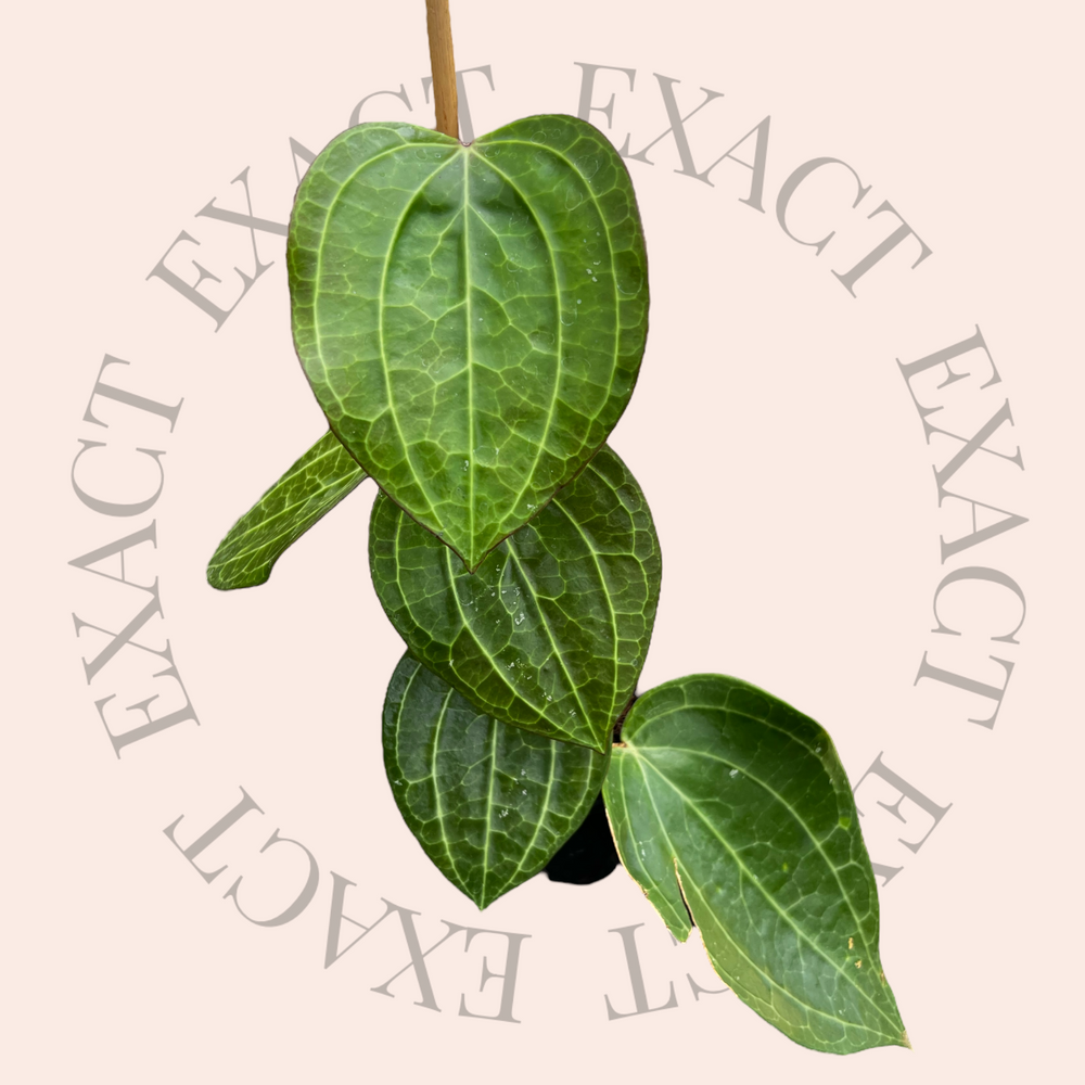 Hoya latifolia