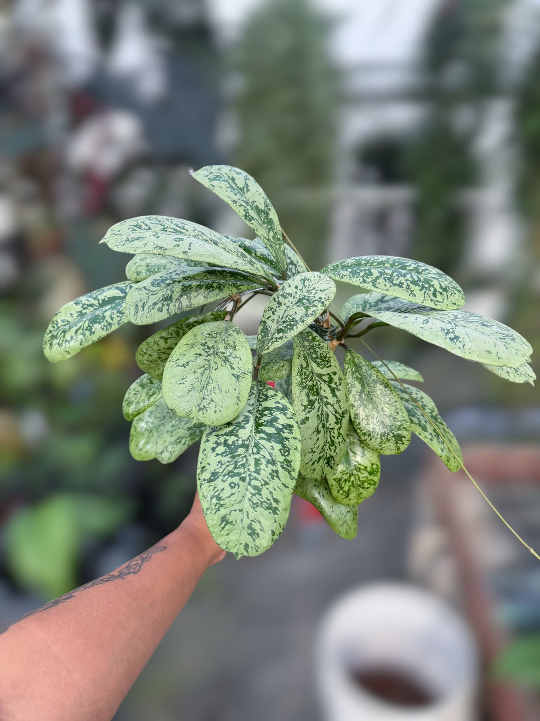 PS0998 - Hoya ‘Lorelai’