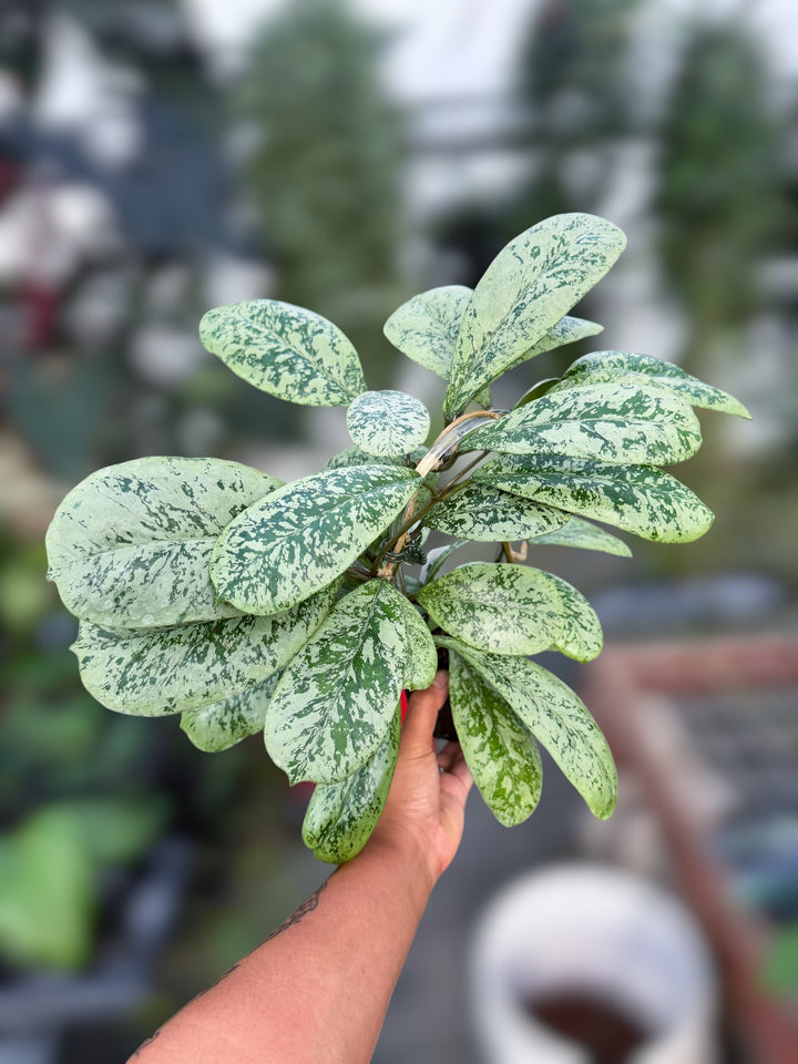PS0998 - Hoya ‘Lorelai’