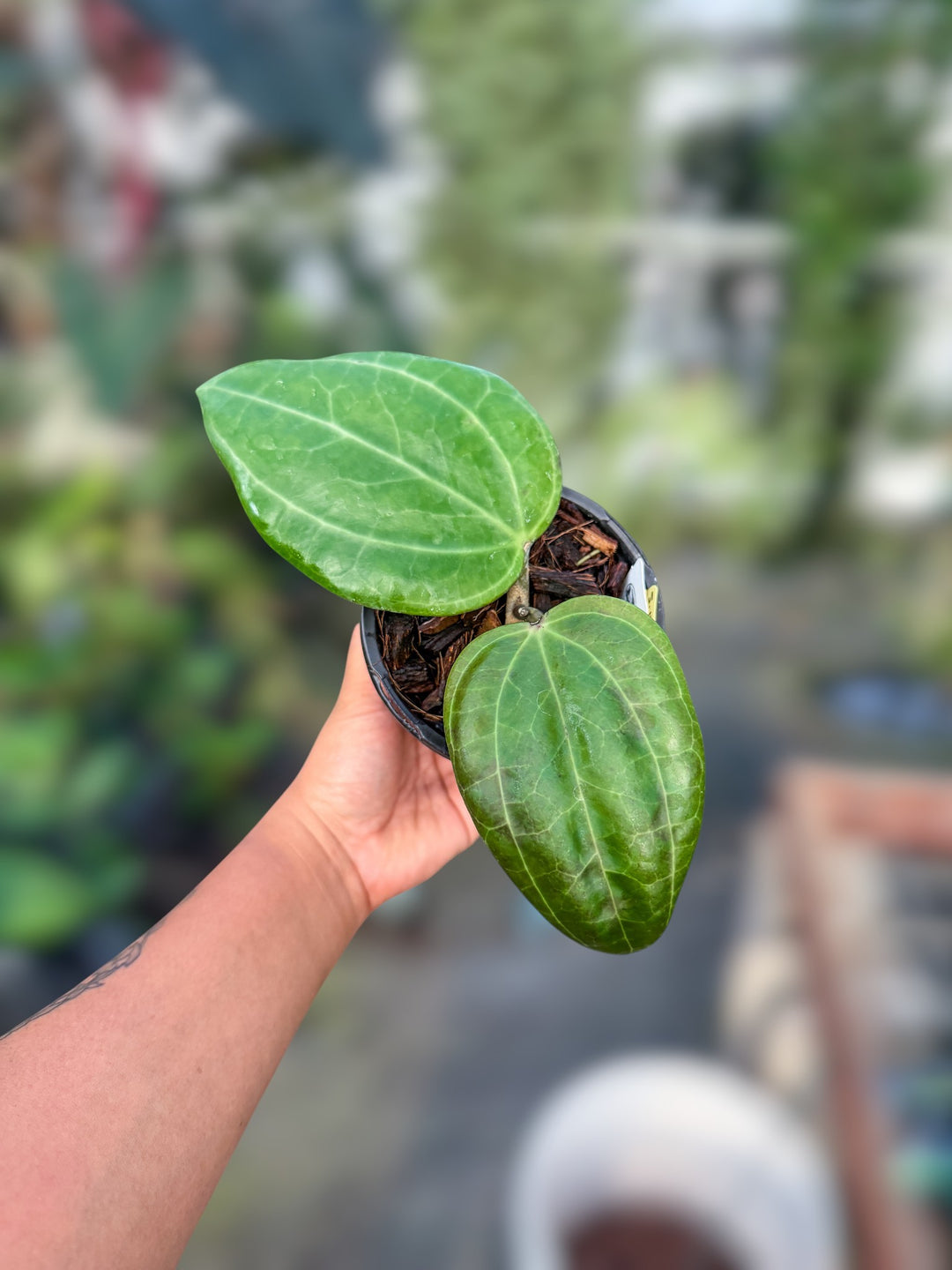 PS0046 - Hoya latifolia ‘Pillow’ (UPT022)