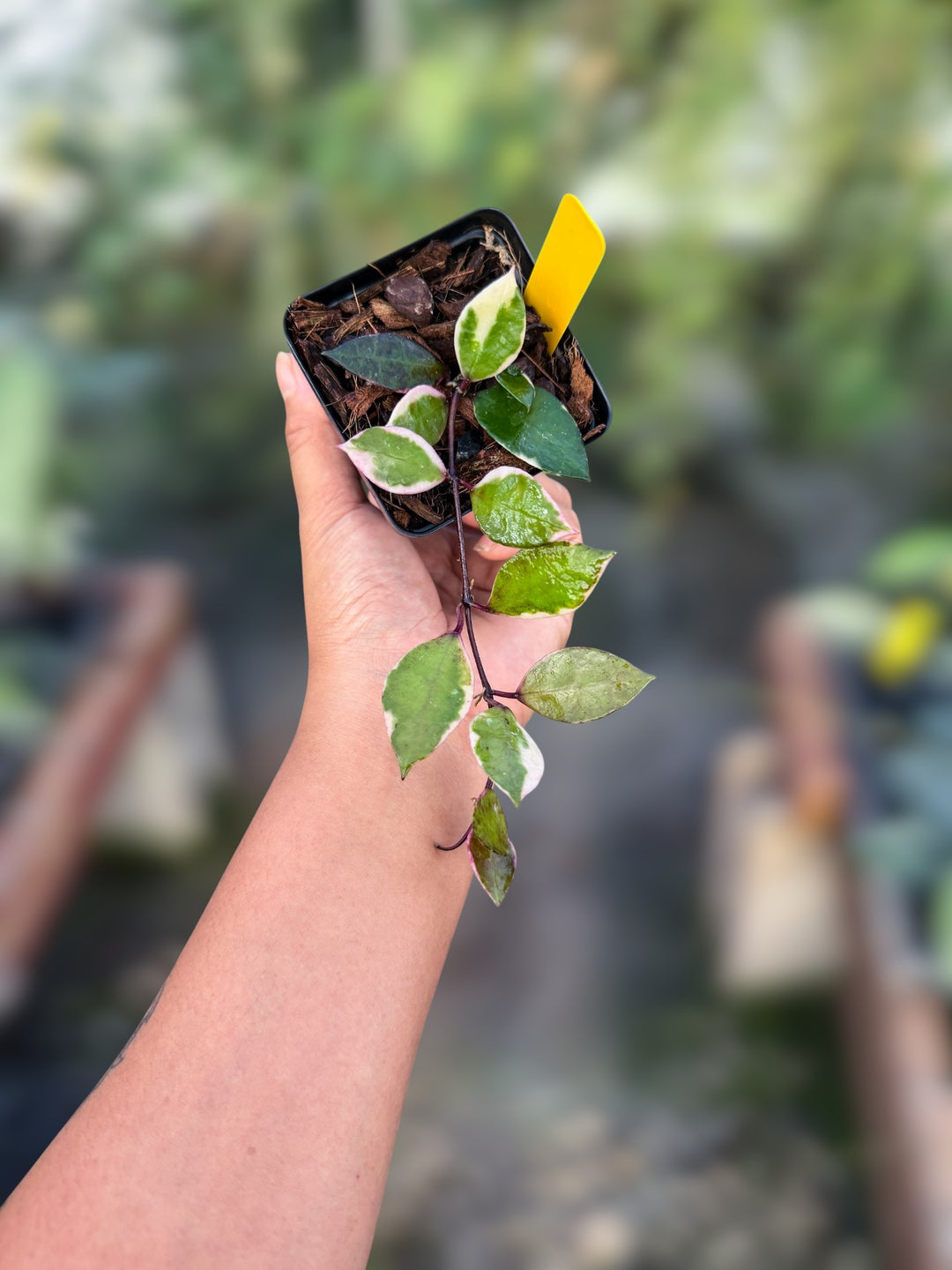 PS0770 - Hoya lacunosa ‘Black Cherry’ (UPT015)