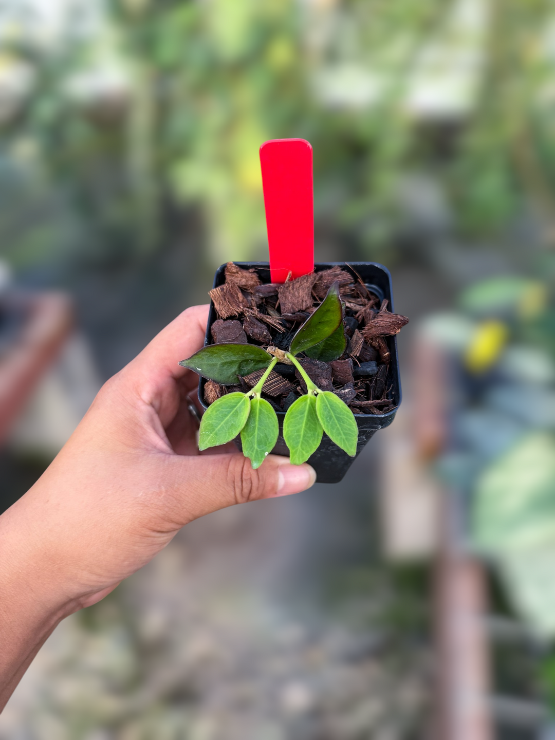 PS0988 - Hoya corymbosa