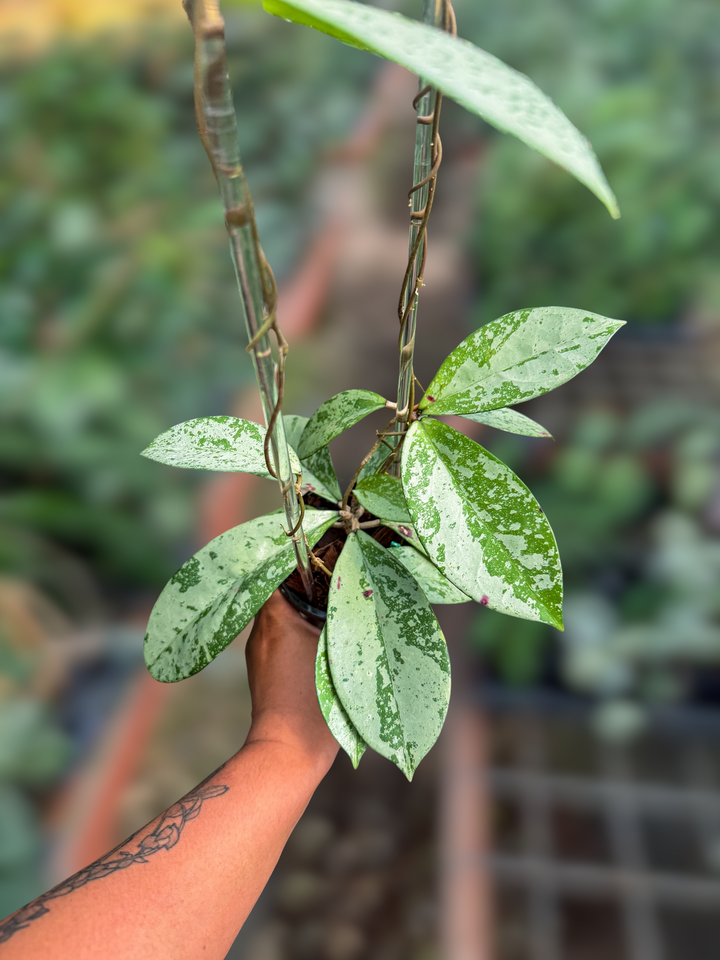 PS0989 - Hoya ‘Blizzard’