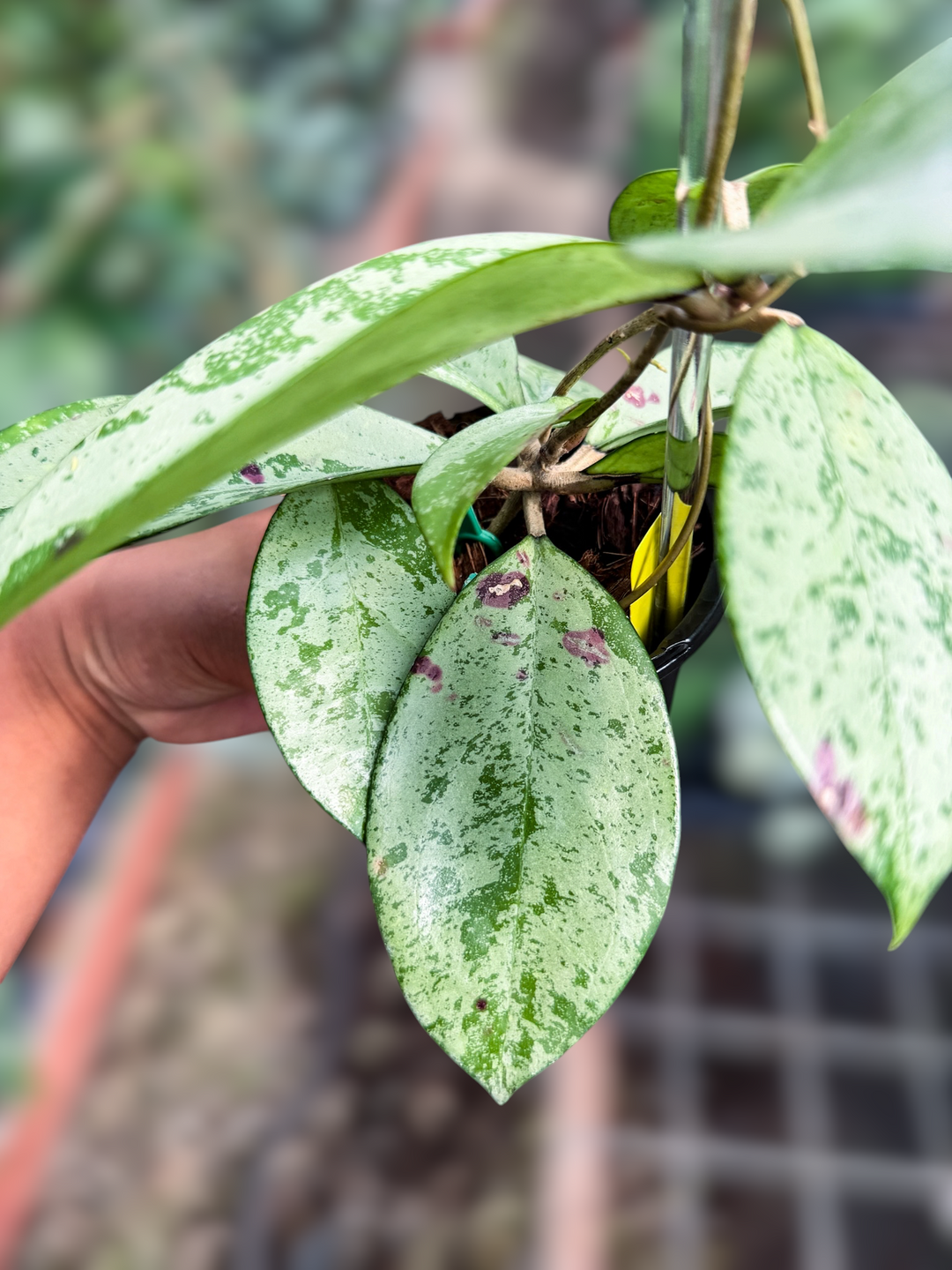 PS0989 - Hoya ‘Blizzard’