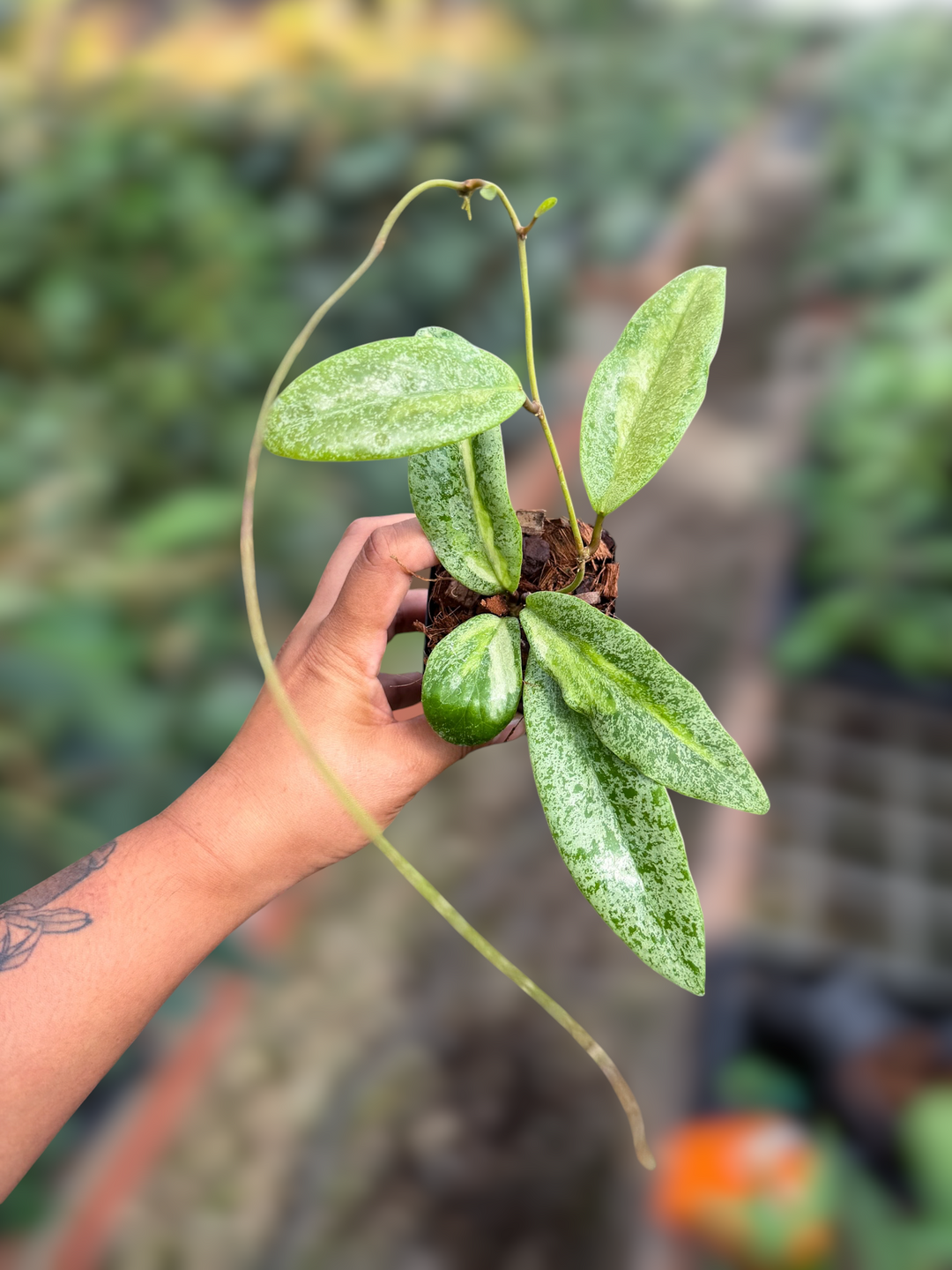 PS0995 - Hoya ‘Autumn Guava’ (variegated ‘Jita’ silver)