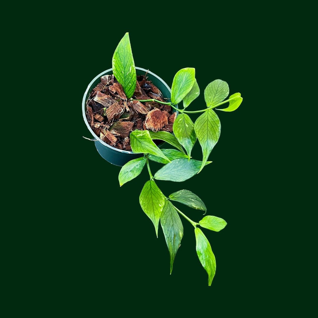 fishtail succulent Hoya polyneura – Unsolicited Plant Talks