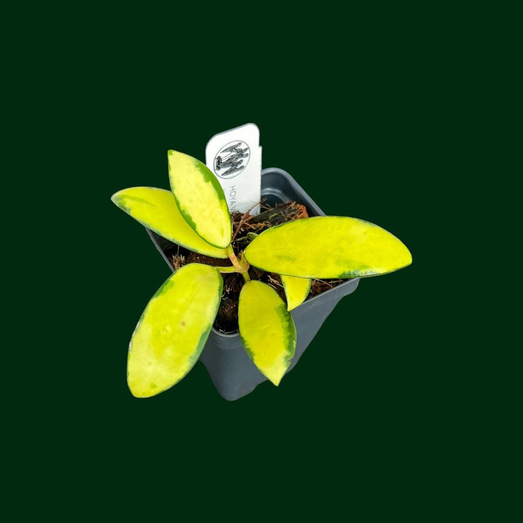 Hoya verticillata (acuta variegated) – Unsolicited Plant Talks