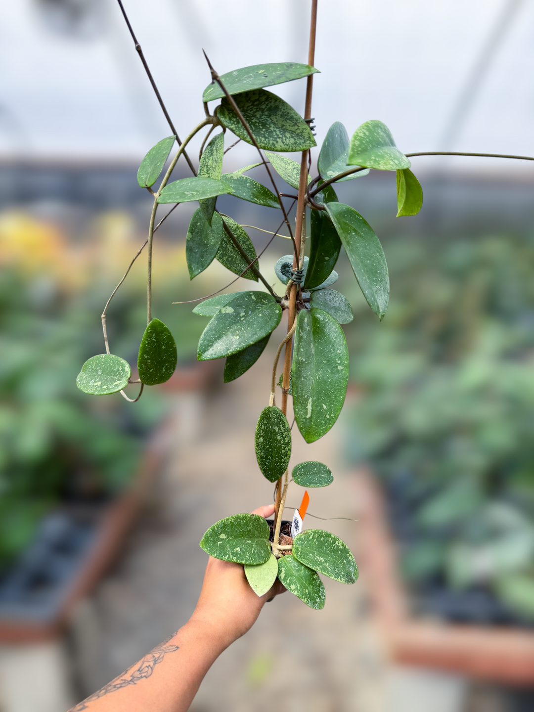 PS0657 - Hoya ‘Silver Dollar’ (reverted)
