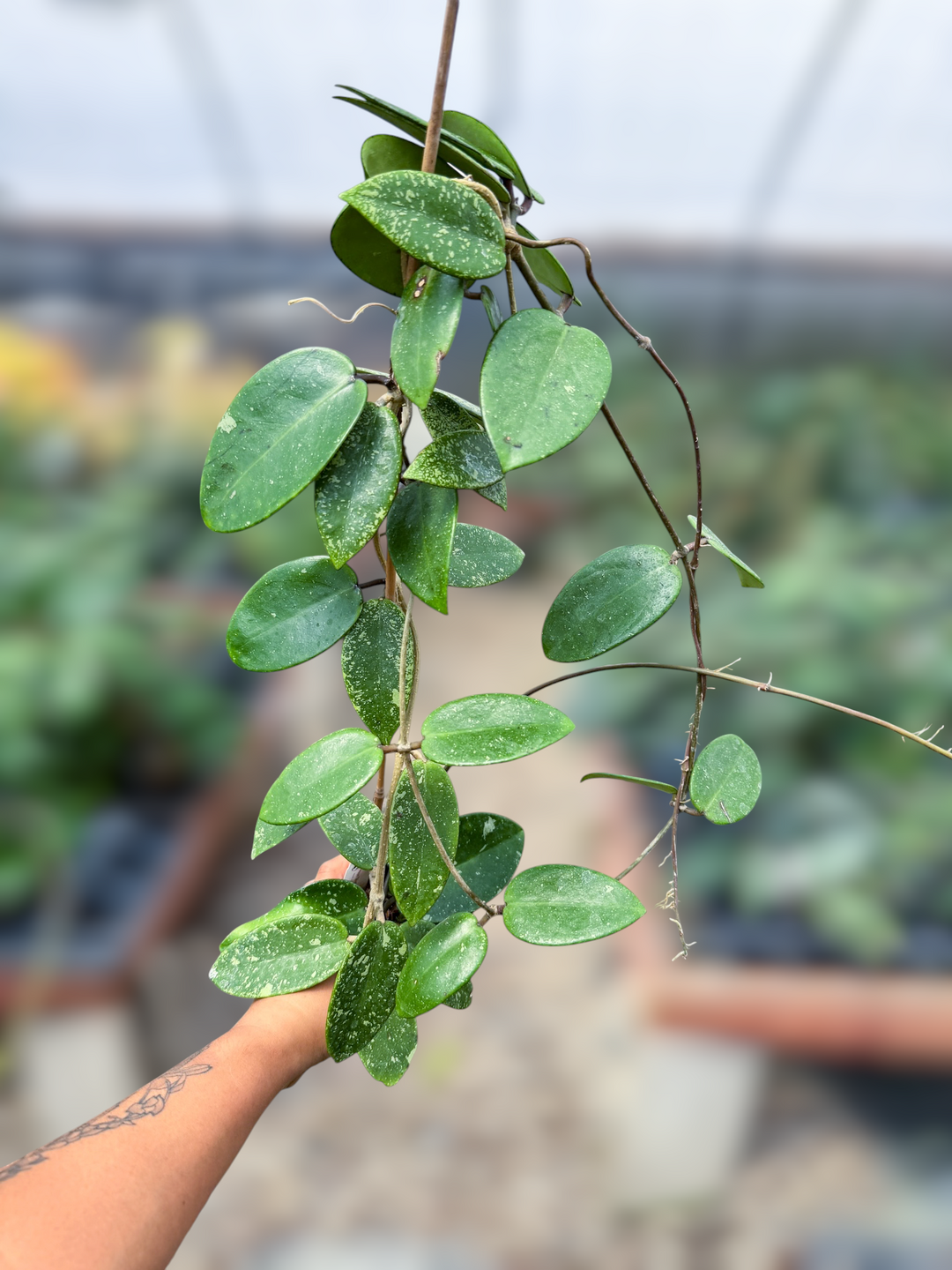 PS0656 - Hoya ‘Silver Dollar’ (reverted)