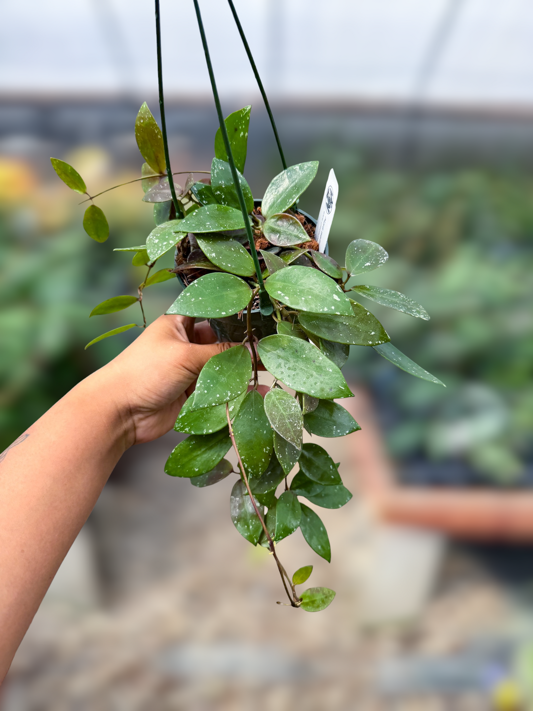 PS0829 - Hoya walliniana (UT152)