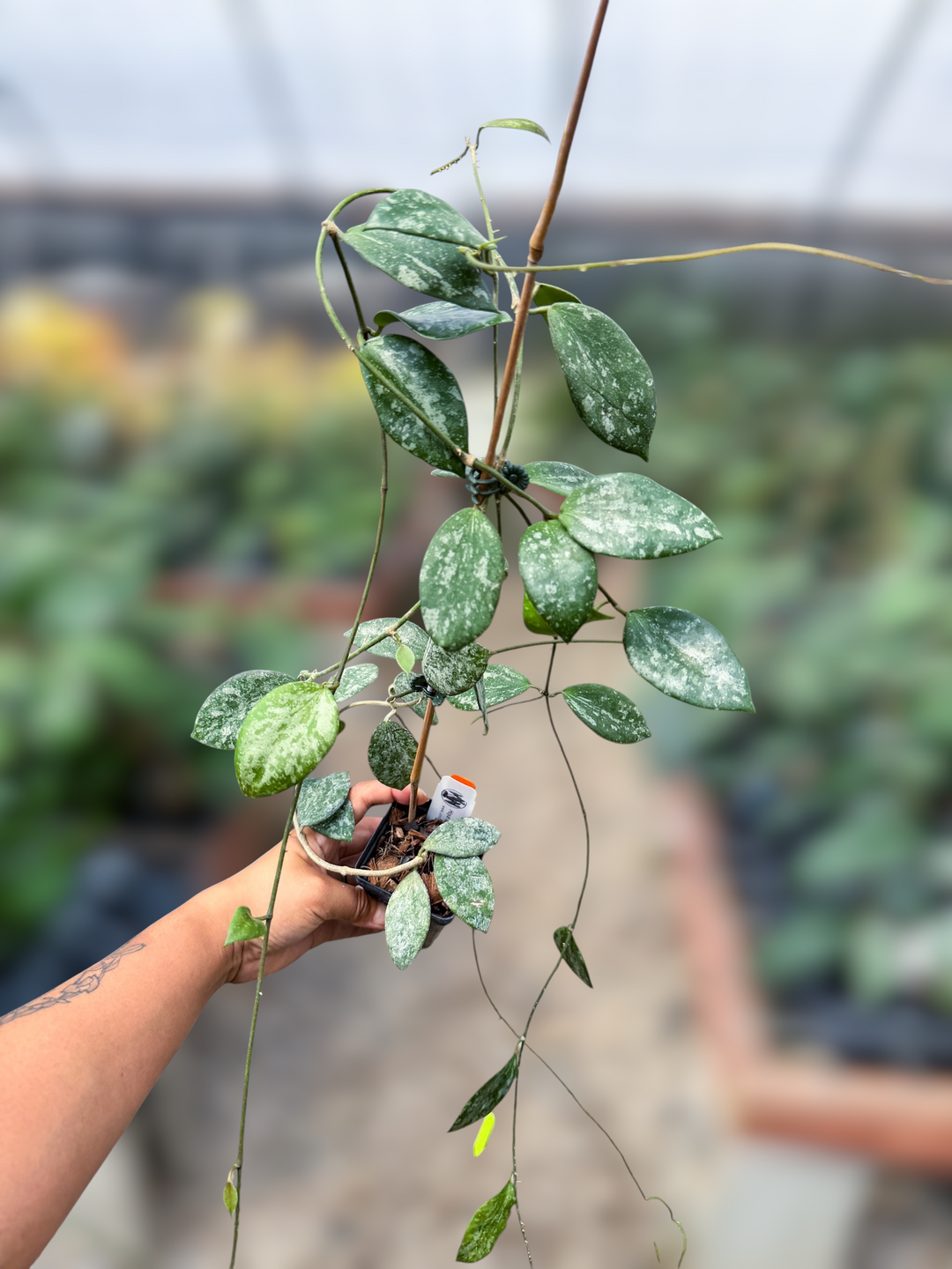 PS0655 - Hoya collina (NOID)