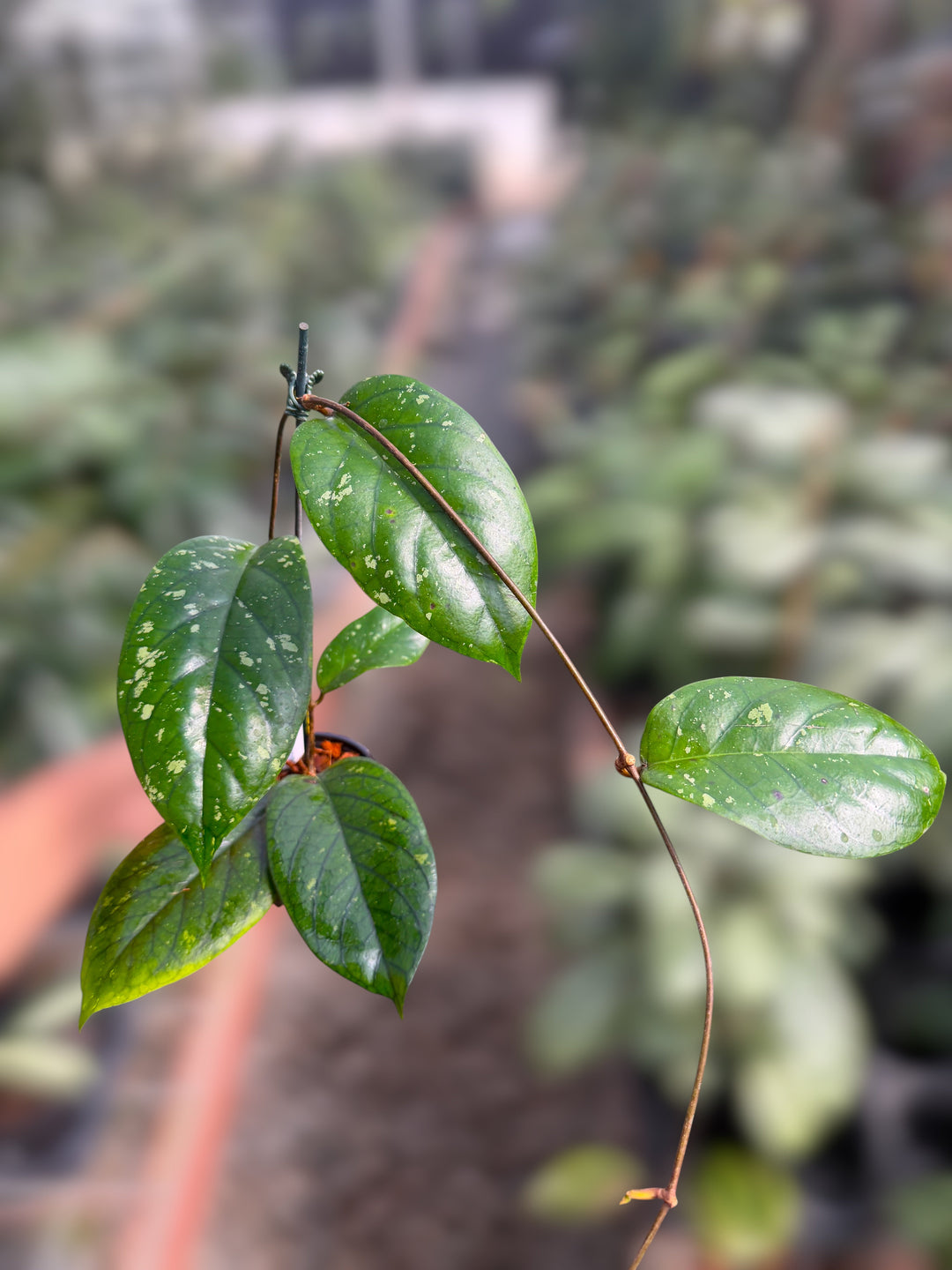 PS0055 - Hoya meredithii (Tanggamus)