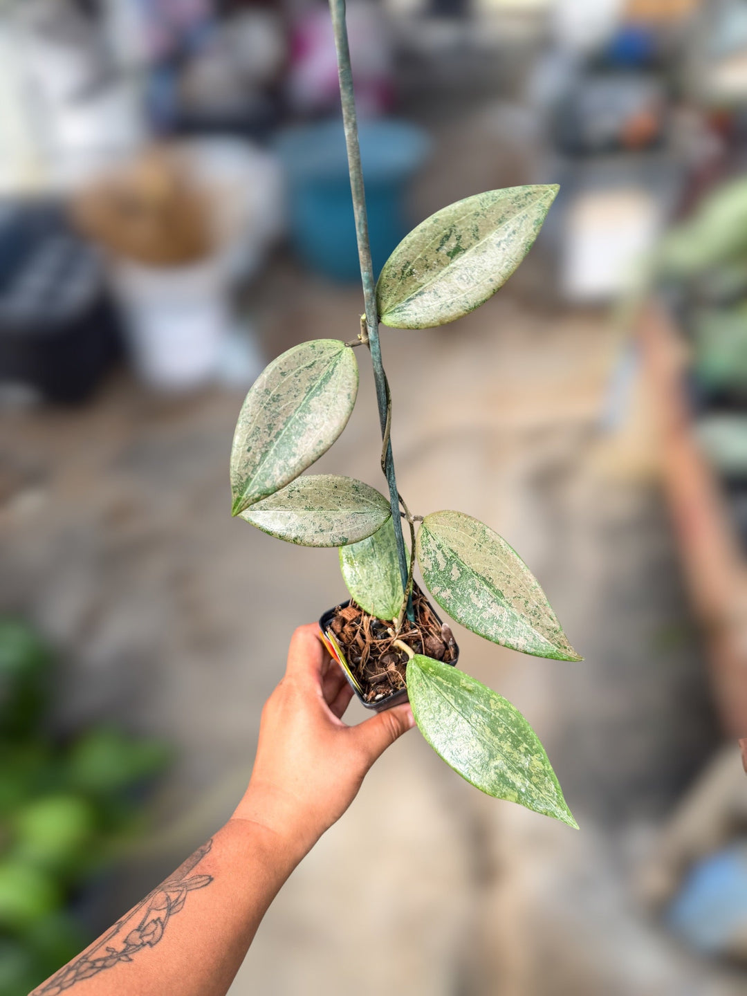 PS0746 - Hoya verticillata ‘Strawberry Matcha’ (UPT008)