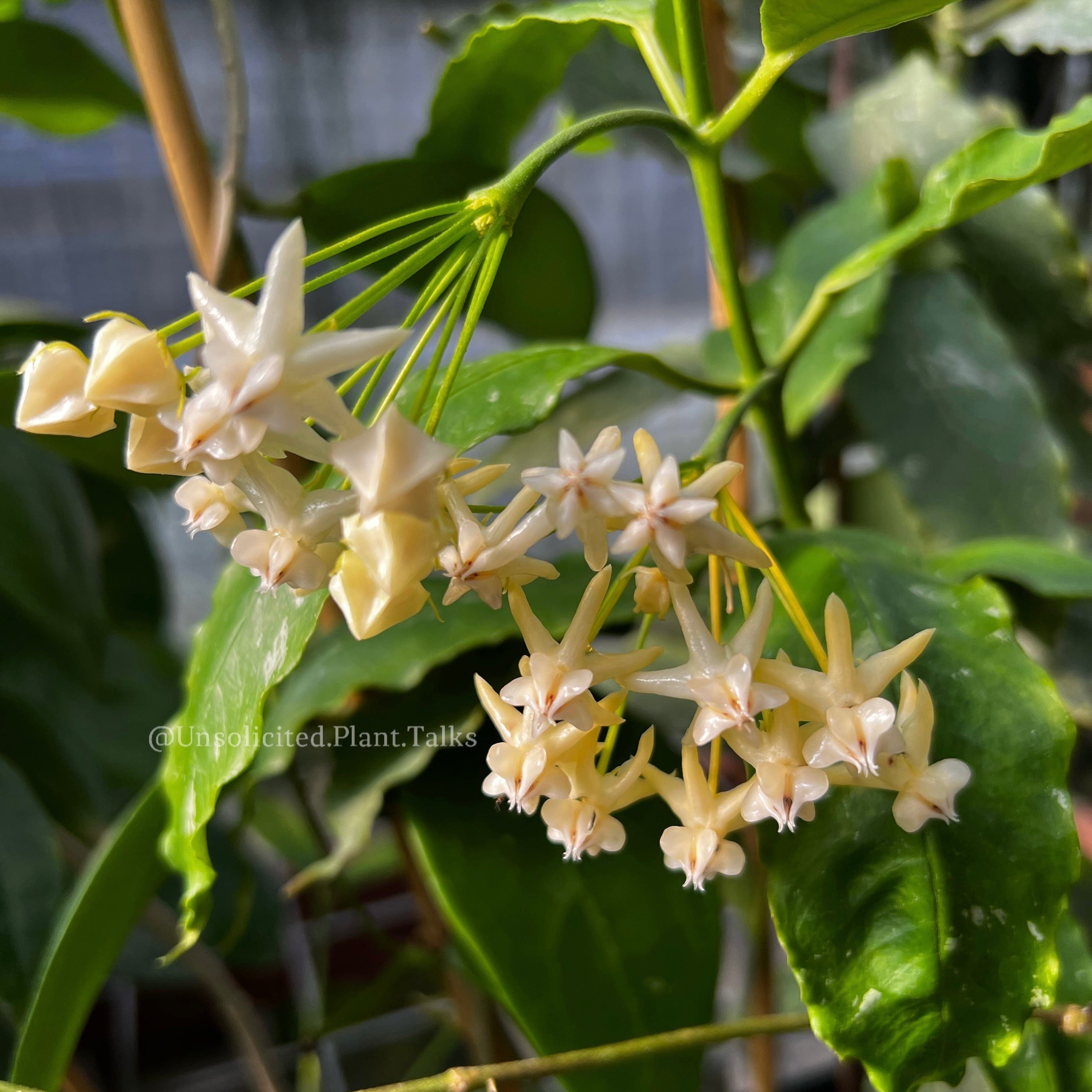 Hoya lockii – Unsolicited Plant Talks