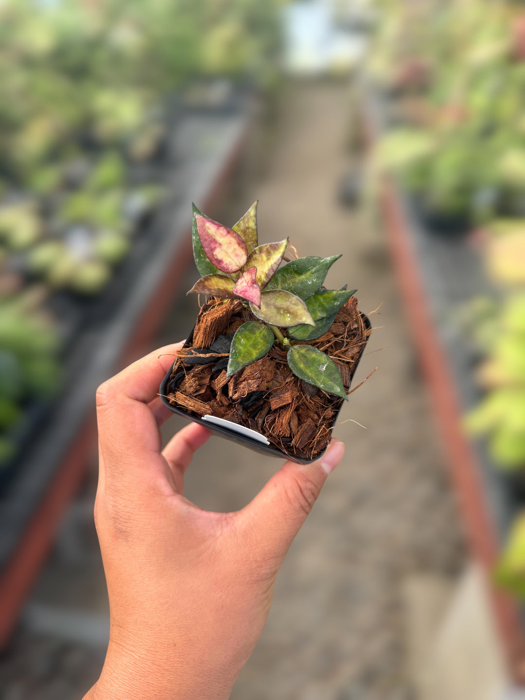 PS0072 - Hoya lacunosa ‘Bloody Hell’ (UPT014)
