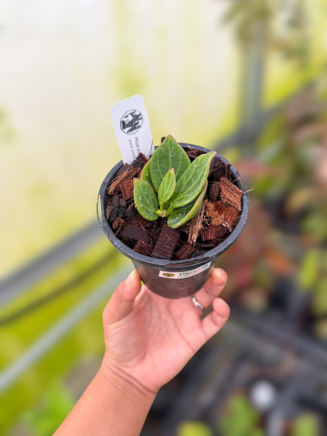PS0078 - Hoya subquintuplinervis (veiny, EPC816)