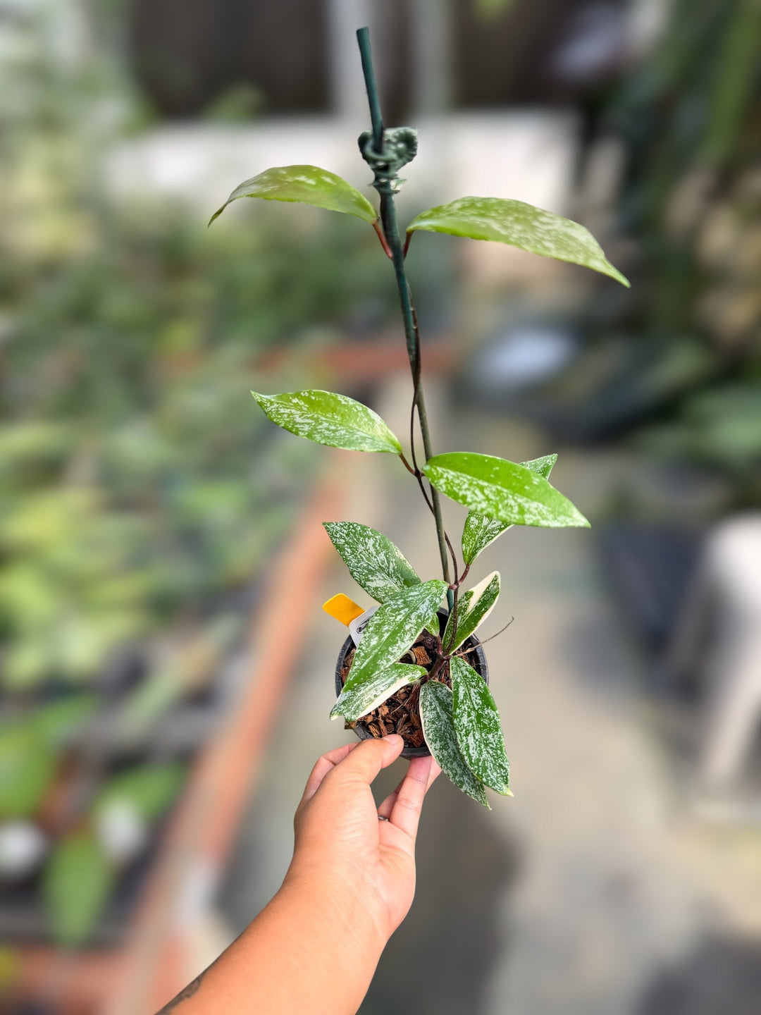 PS0918 - Hoya pubicalyx ‘RHP’ (outer var, splash)