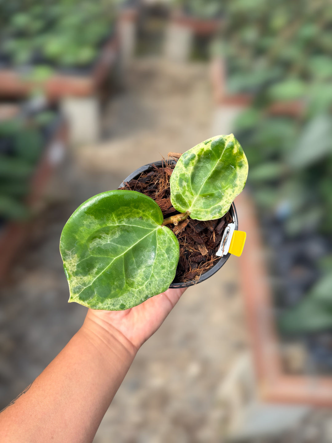 PS0083 - Hoya ‘Candy’