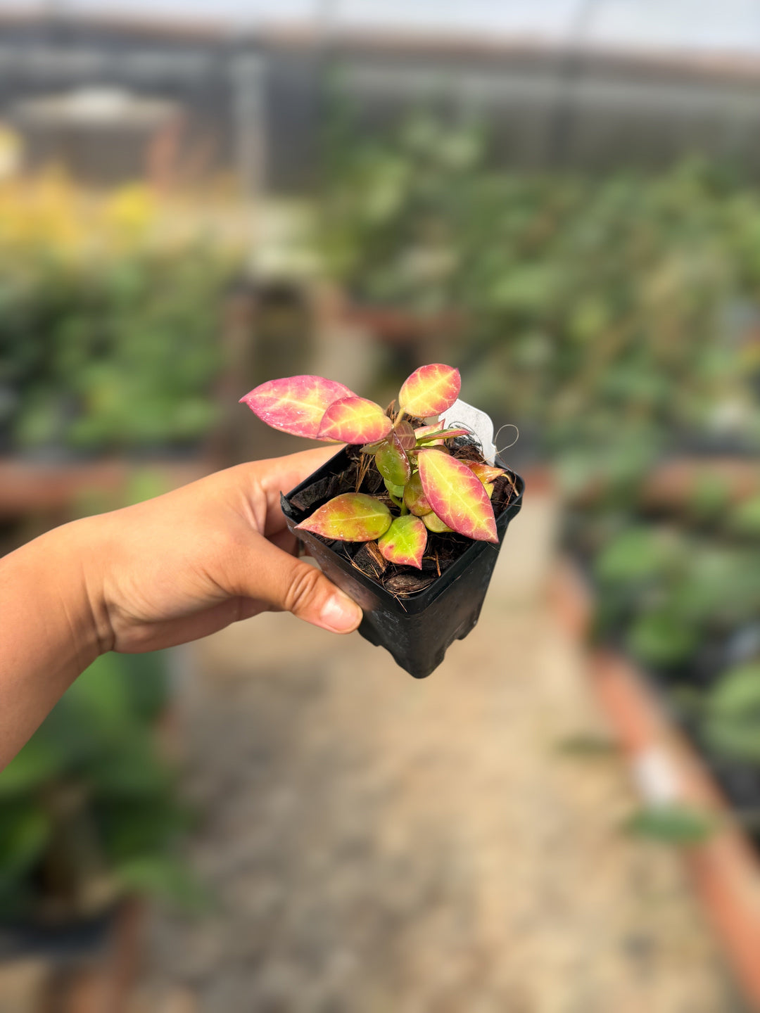 PS0085 - Hoya ‘Sunrise’ (early)