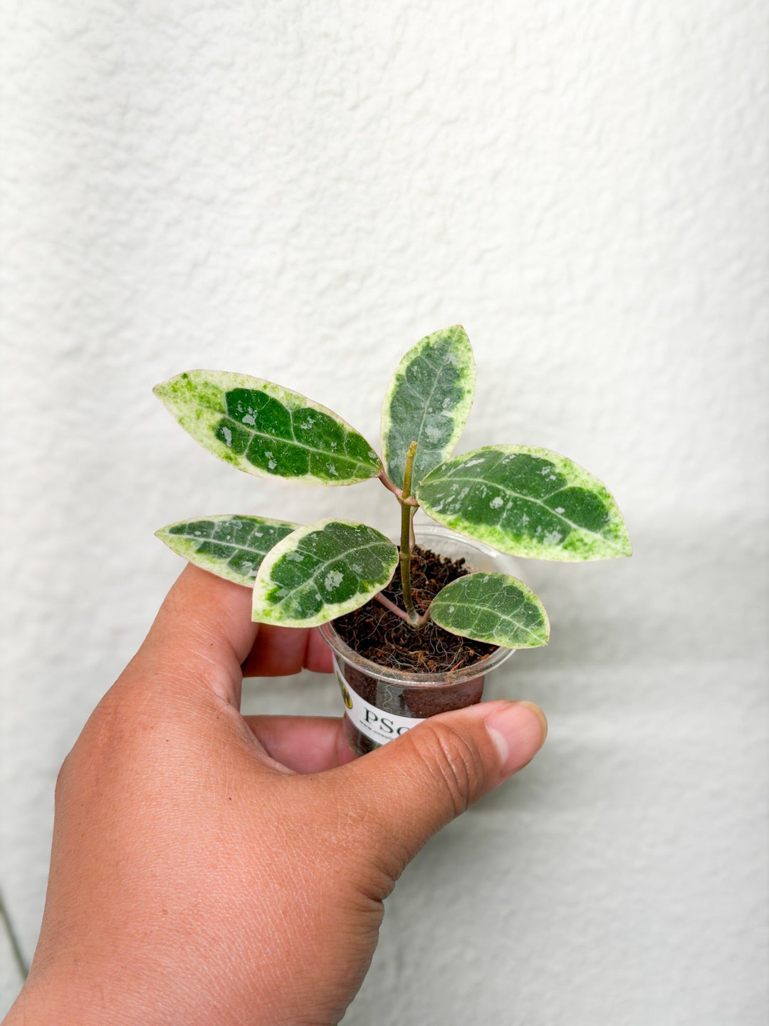 RARE! PS0156 - Hoya elliptica ‘Kali’ (UPT018)