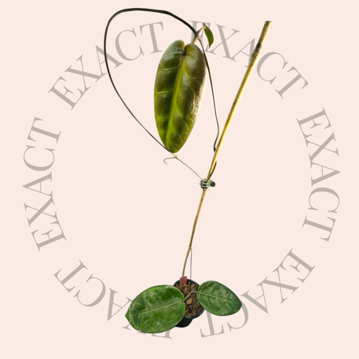 Hoya megalaster (Ubiyau)