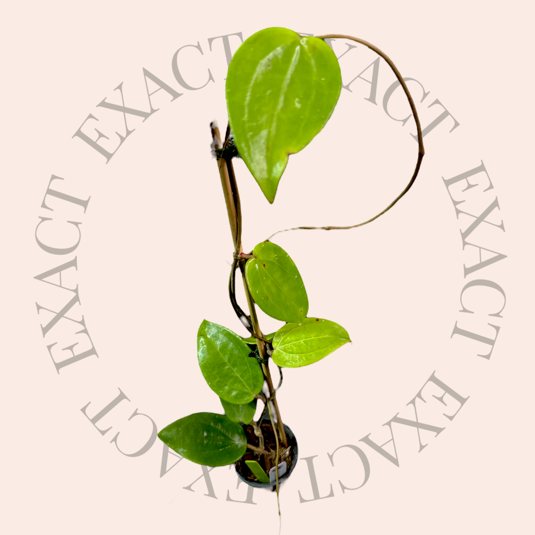 Hoya rigida (short leaf)