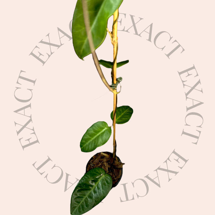 Hoya megalaster (Ubiyau)