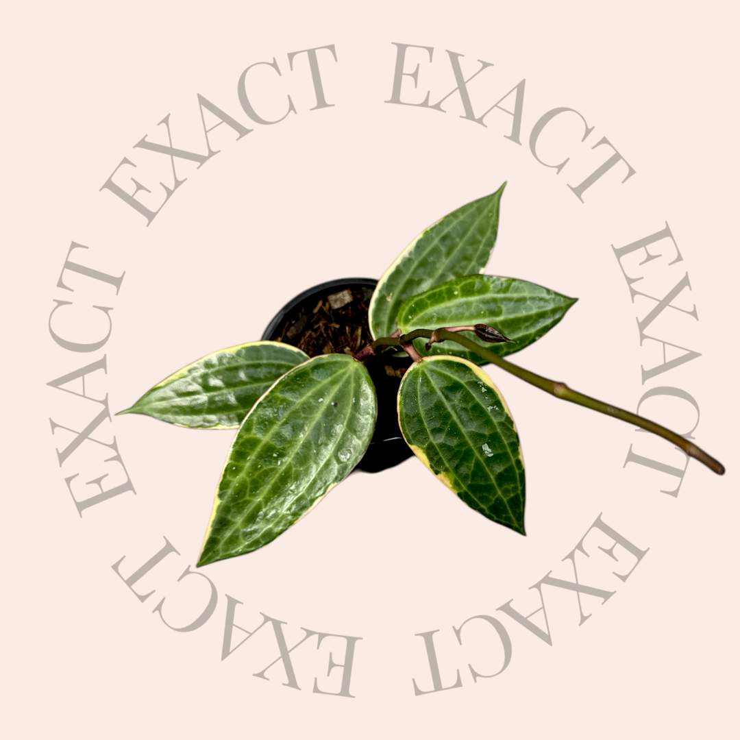 Hoya latifolia (outer variegated - fka macrophylla)