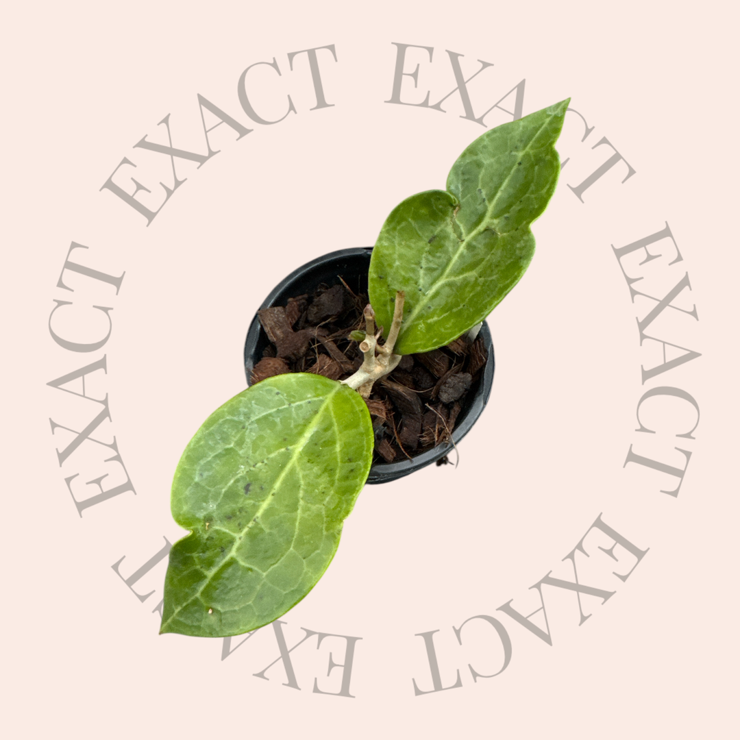 Hoya verticillata (outer variegated, Lampung)