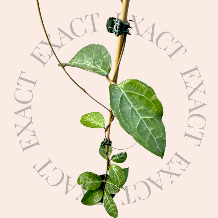 Hoya verticillata (outer variegated, Lampung)