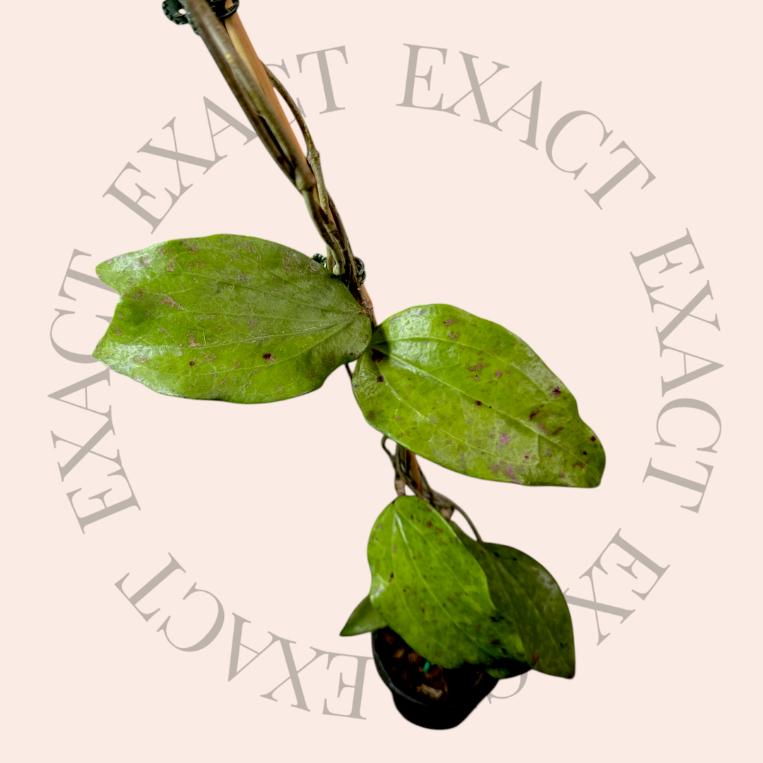 PS0162 - Hoya parasitica (Laos, splash)