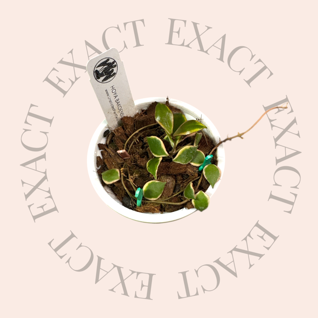 PS0193 - Hoya bakoensis (outer variegated - read the description)