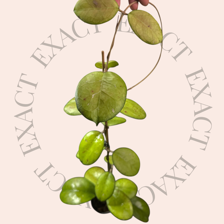Hoya &