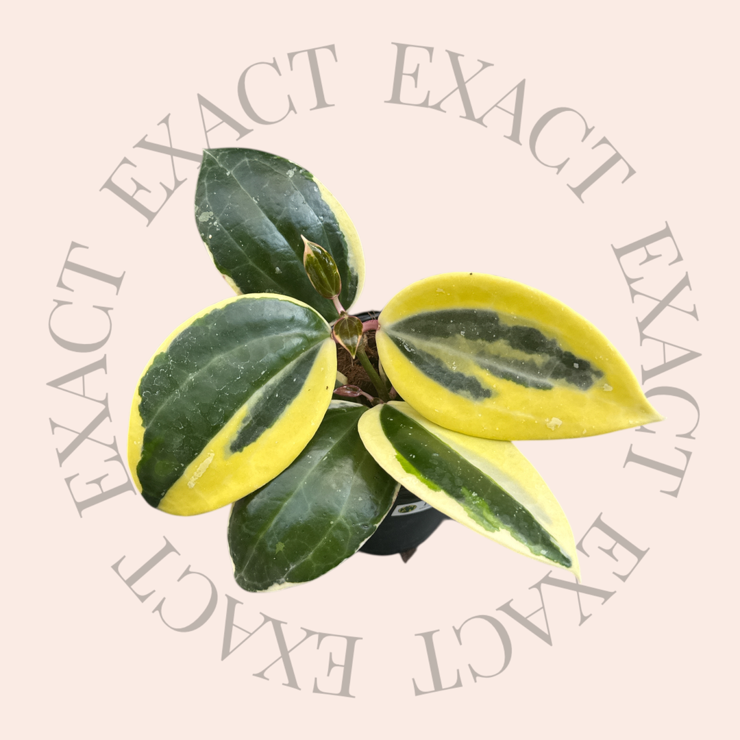 PS0165 - Hoya latifolia (outer variegated)