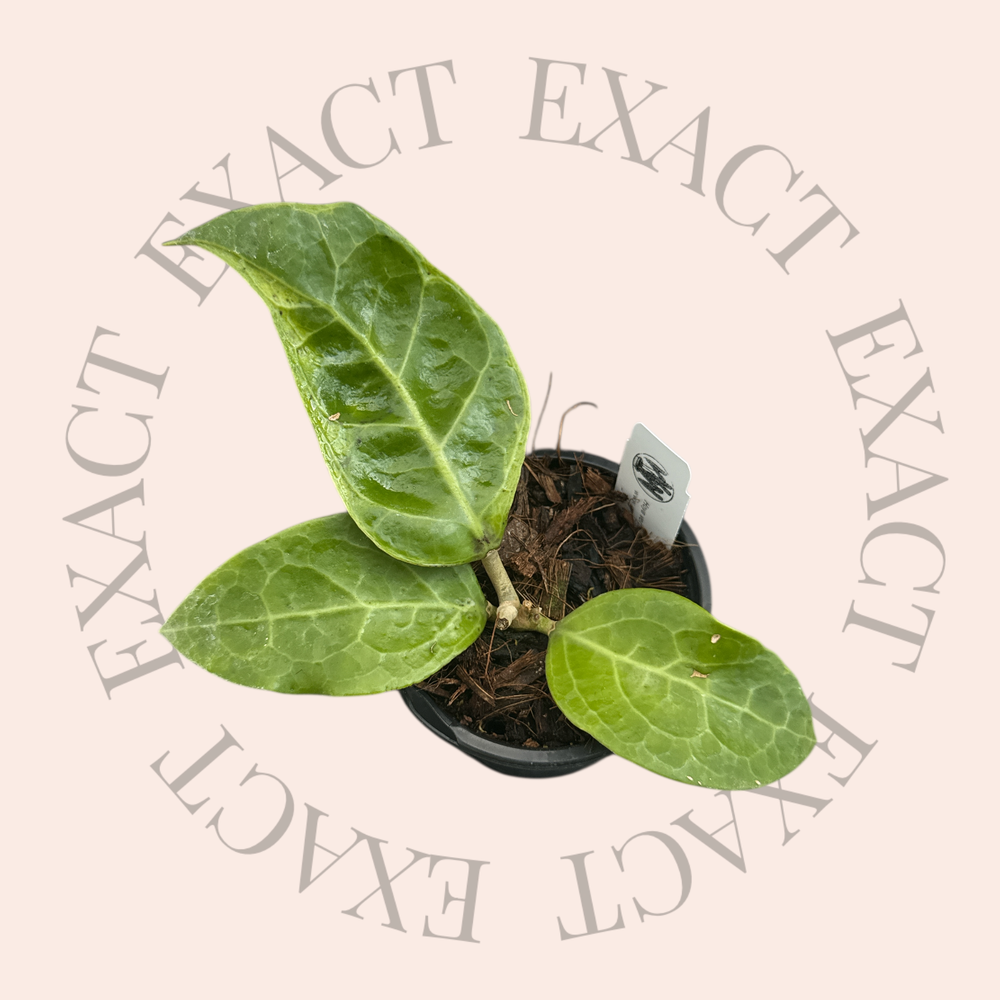 Hoya verticillata (outer variegated, Lampung)