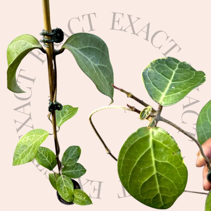 Hoya verticillata (outer variegated, Lampung)
